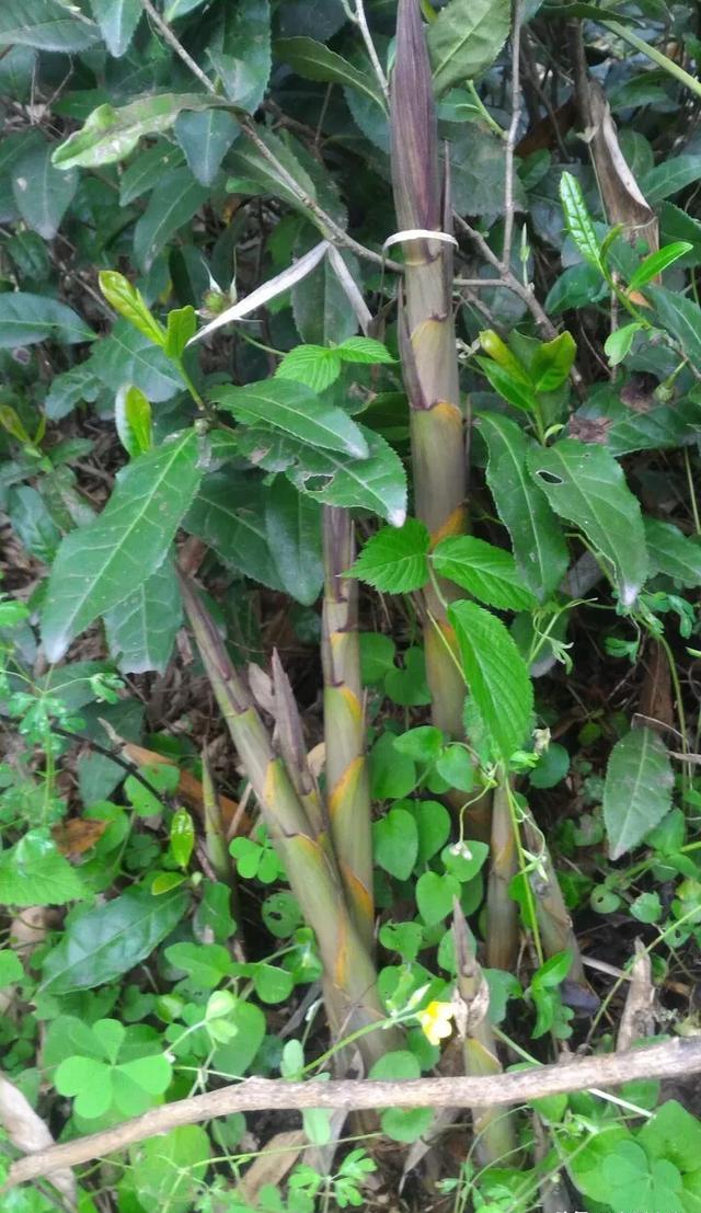 农村种植什么野菜不愁销路？