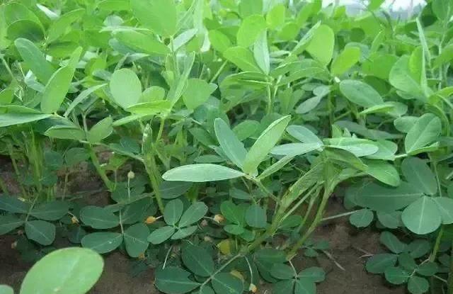 植物上喷的矮壮素和助壮素是一种东西吗？有什么区别？