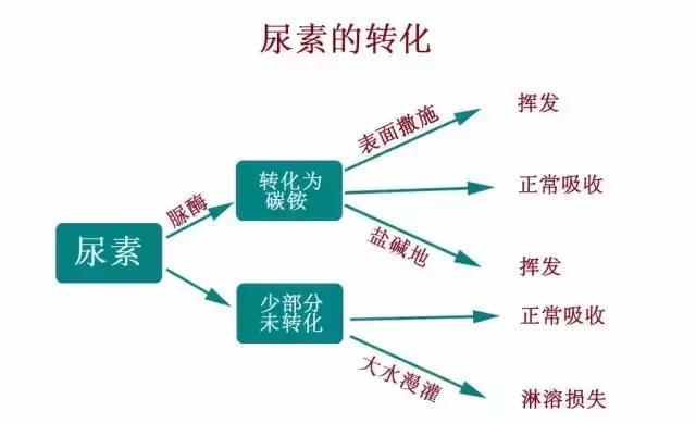 尿素化肥施用后几天能被吸收，怎样提高利用率？