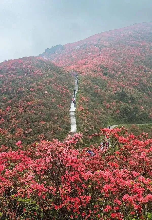 野生映山红是怎样自然繁殖的？