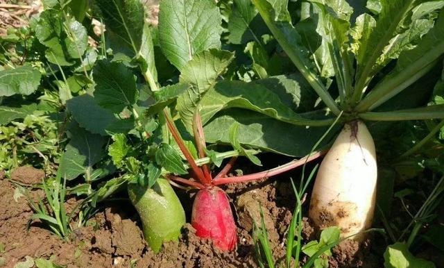 种植萝卜时，不宜施用哪些肥料？为什么？