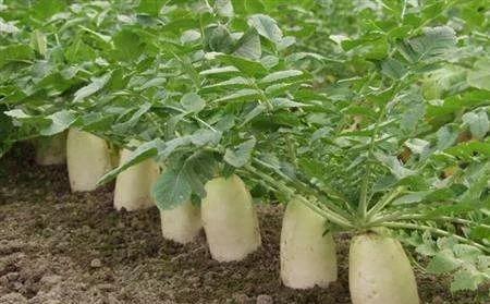 种植萝卜时，不宜施用哪些肥料？为什么？