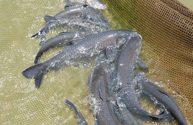 农村常见的“青鱼石”有哪些用途？取出青鱼石后怎么处理？