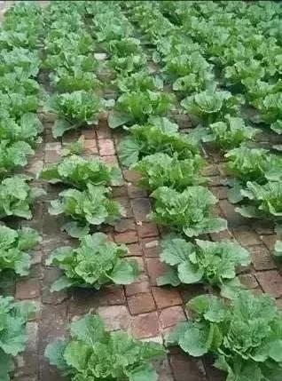 砖缝里种菜为什么长的好？