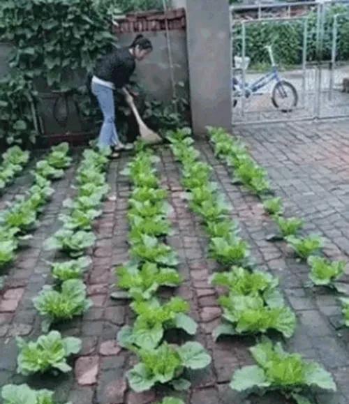 砖缝里种菜为什么长的好？