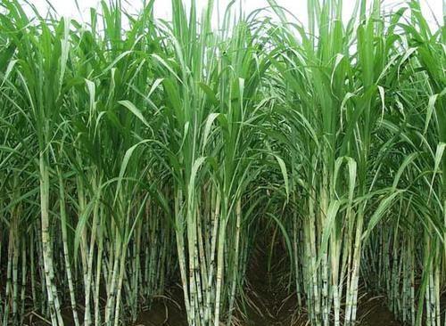 农户种甘蔗为何横着种植呢？