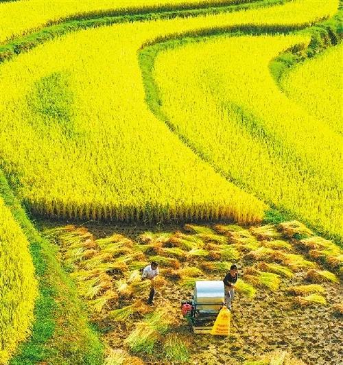 我国农业已获十八年连连增，这是否说明现在的农民都富起来了？