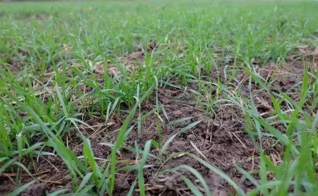 小麦播种多久后打除草剂比较好？