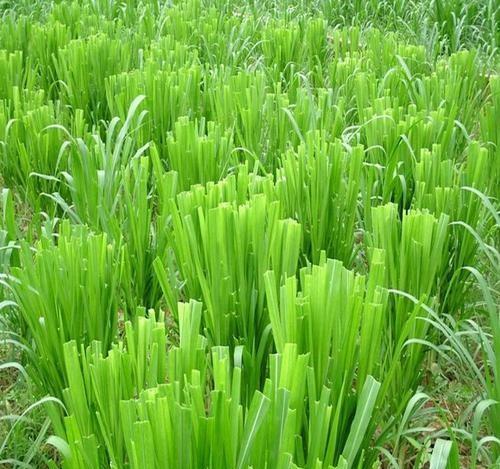 南方养草鱼用什么牧草比较好？