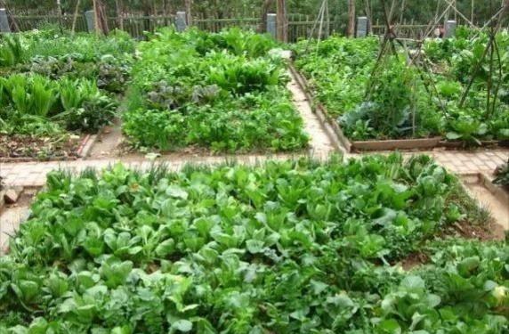 农村菜园子应该怎样搭种、合理利用有限土地？