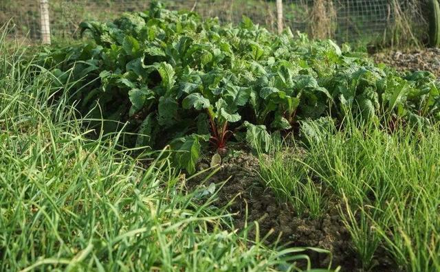 农村菜园子应该怎样搭种、合理利用有限土地？