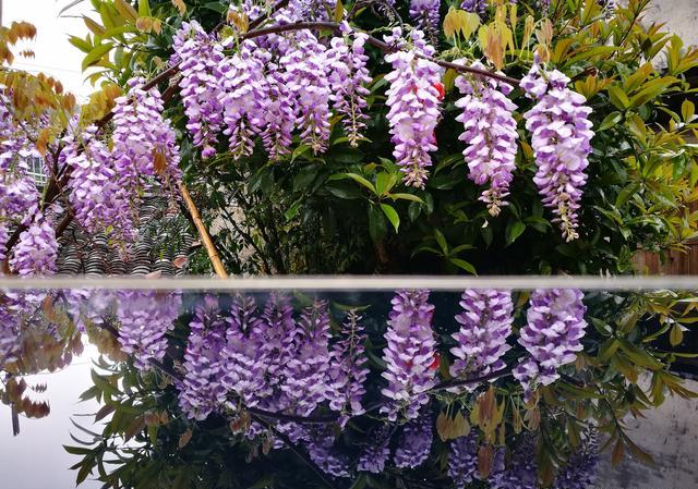 如何养出漂亮的紫藤花？