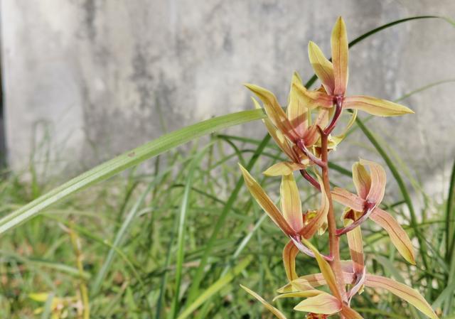 3月份种植带花苞的下山兰，当年能开花吗？