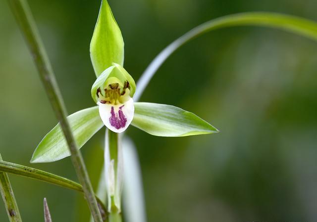 春兰4月份出土的花苞以后能开花吗？