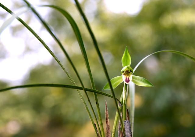 春兰4月份出土的花苞以后能开花吗？