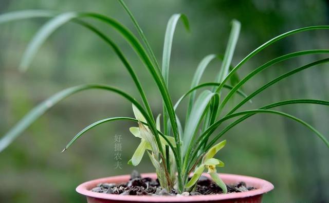 下山兰怎样种？使用什么样植料？