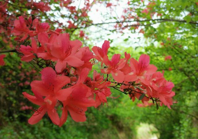 映山红开花了还能采挖吗？