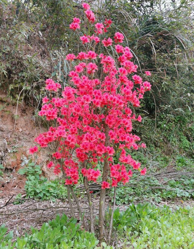 映山红开花了还能采挖吗？