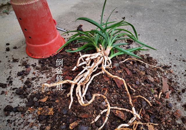 兰花翻盆后怎样管理？