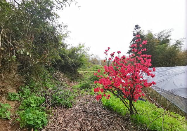 映山红开花了还能采挖吗？