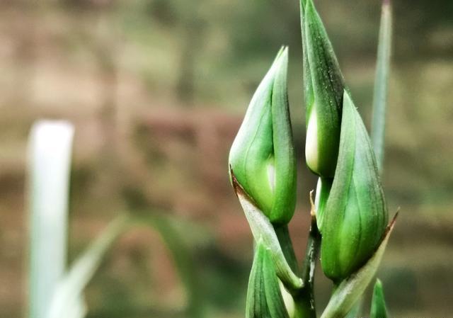 兰花春天分苗或者换盆后，换的新植料，多久可施肥？