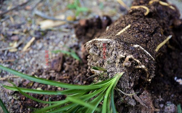 兰花春天分苗或者换盆后，换的新植料，多久可施肥？