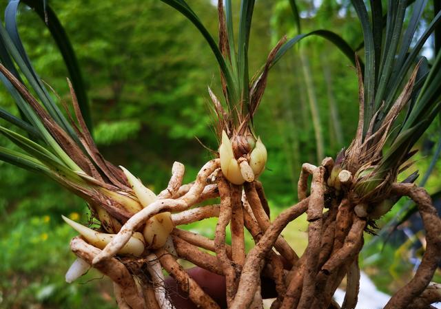 兰花春天分苗或者换盆后，换的新植料，多久可施肥？