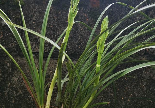 盆栽兰花开花期间，该怎么养护？