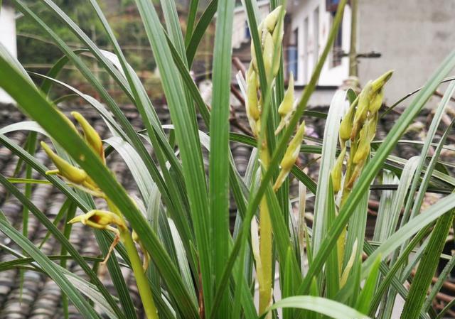 盆栽兰花开花期间，该怎么养护？