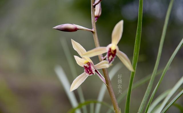 兰花花瓣越多越好吗？