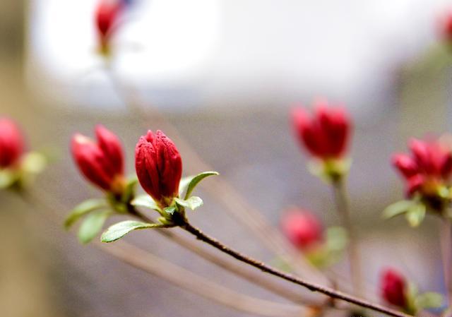 磷酸二氢钾适合什么花的养殖？