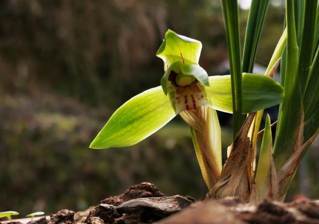 野生春兰宽叶会开荷瓣花吗？养护需要注意什么？