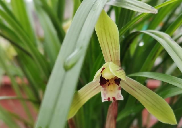 野生春兰宽叶会开荷瓣花吗？养护需要注意什么？