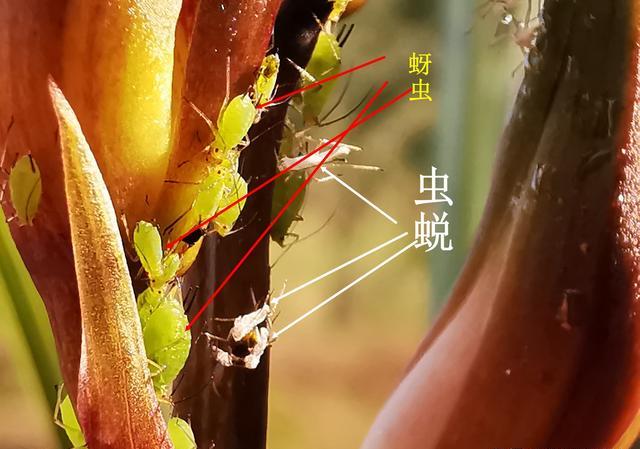 蕙兰排铃期突然花杆从顶部枯萎是怎么回事？