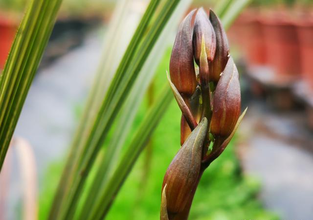 蕙兰排铃期突然花杆从顶部枯萎是怎么回事？