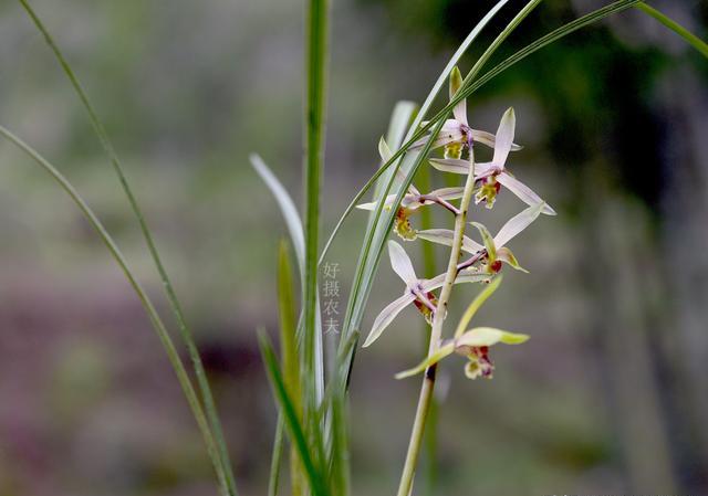 蕙兰排铃期突然花杆从顶部枯萎是怎么回事？