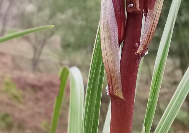 兰花开花后，为什么花间枝干间会有水珠？不会是露珠吧？