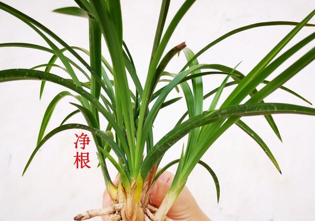 兰花如何茁壮成长？