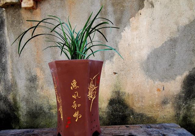 什么花适合深盆？