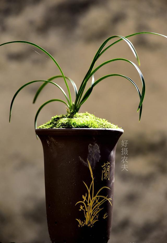 什么花适合深盆？