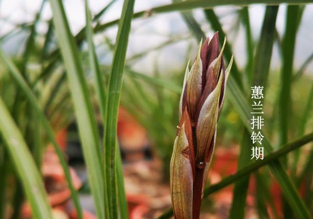 春兰和蕙兰在春天如何施氮肥？