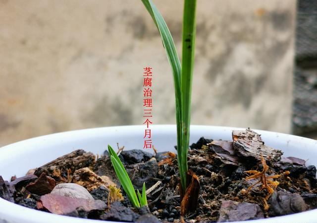 兰花茎腐病和软腐怎样治疗？