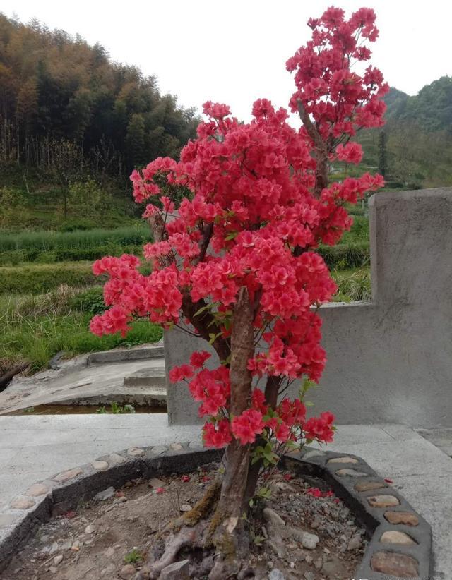 杜鹃花怎么养才能到明年继续开花？