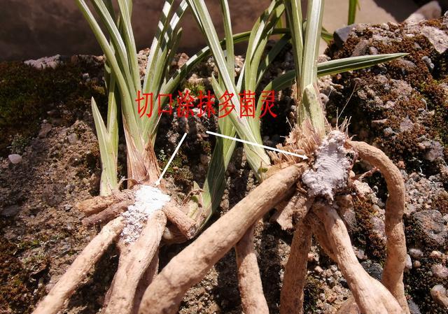 新买的下山春兰上盆前，植根要不要泡一下多菌灵？