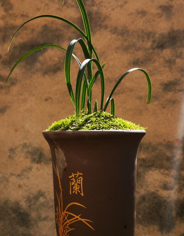 墨兰花用瓷盆好还是紫砂盆好看？