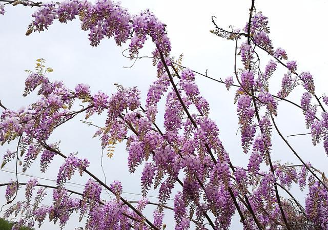 紫藤小苗冬季不休眠可以吗？栽后几年开花？