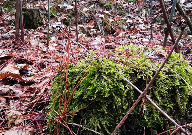 苔藓多长时间不浇水就死了？