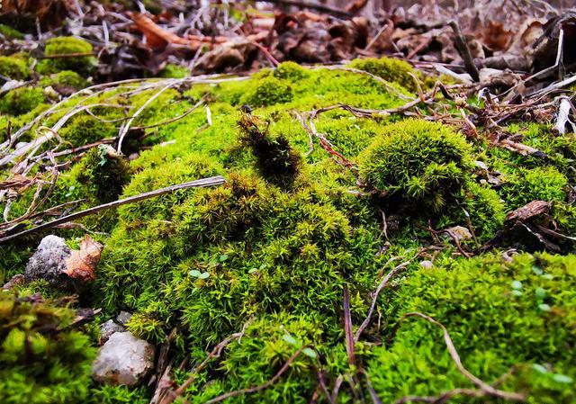 苔藓多长时间不浇水就死了？