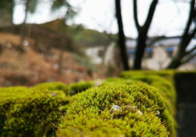 苔藓多长时间不浇水就死了？