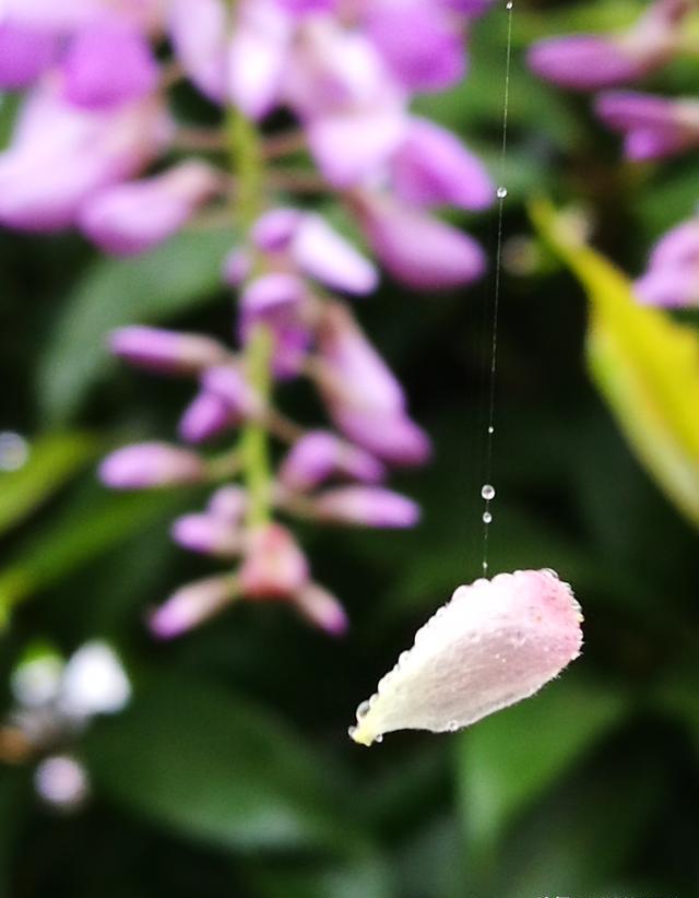 谁有花草照片，可以晒下吗？